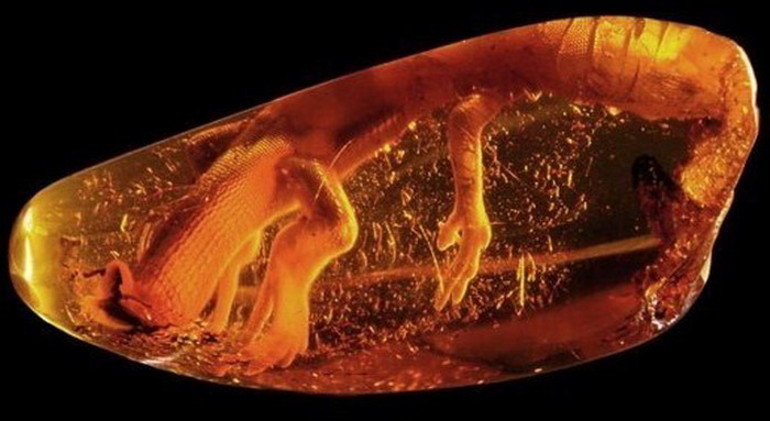 Lizard in baltic amber